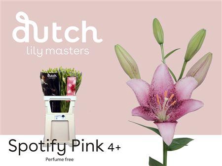 <h4>Li La Spotify Pink</h4>