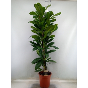 Ficus cyathistipula
