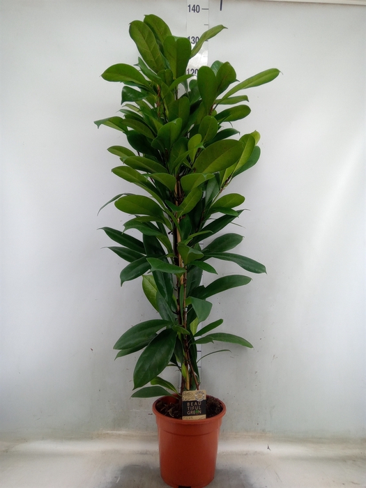 <h4>Ficus cyathistipula</h4>