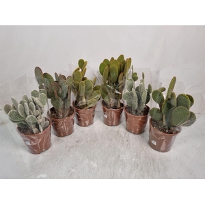 Opuntia Microdasys 2pp Mix 3 Sort - 5466