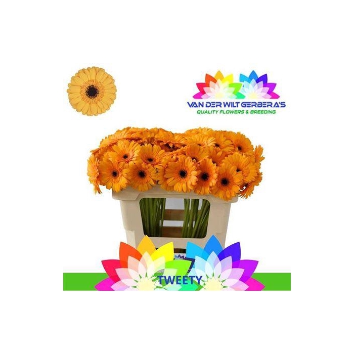 <h4>Ge Mi Tweety</h4>