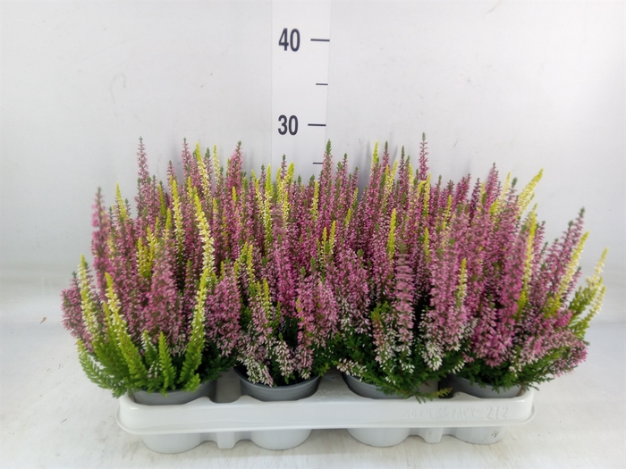 <h4>Calluna vulg. 'Beauty L'  ..mix 2/p</h4>