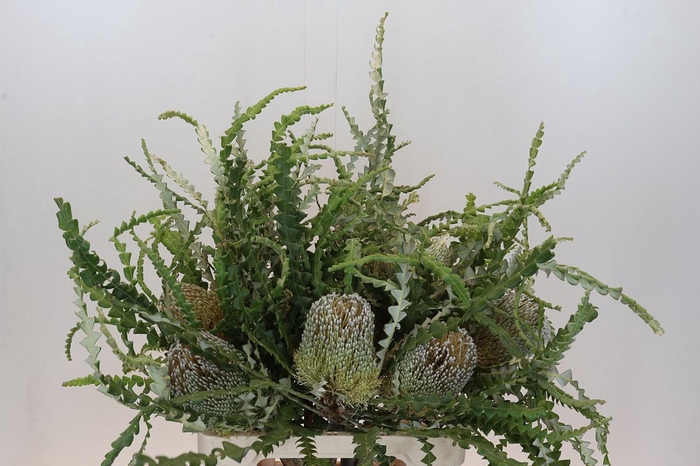 <h4>Banksia Speciosa</h4>
