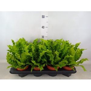 Asplenium nidus 'Crispy Wave'