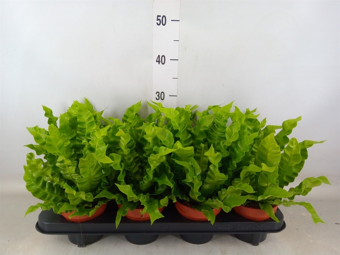 <h4>Asplenium nidus 'Crispy Wave'</h4>