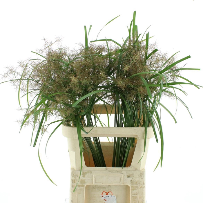 <h4>Cyperus Margot</h4>