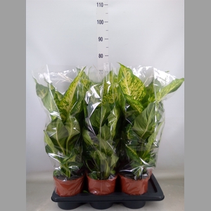 Dieffenbachia  'Mars'