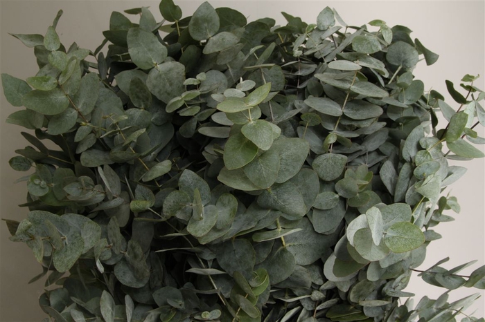 <h4>Euca Cinerea 200gr Z A</h4>