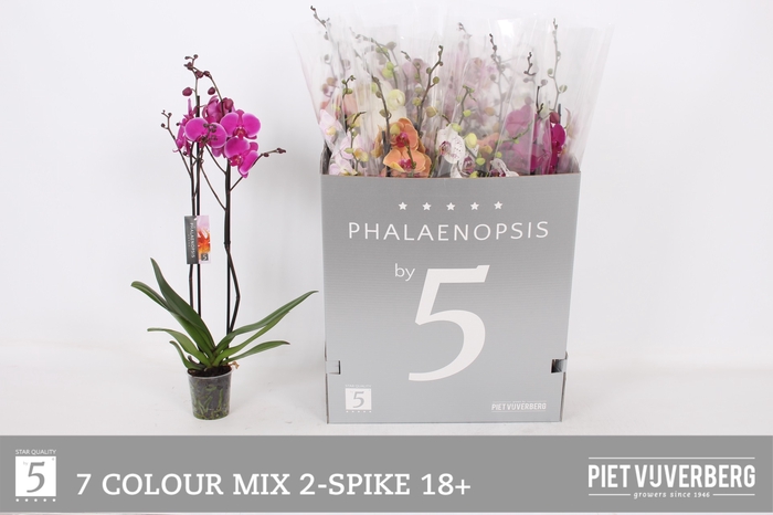 <h4>PHAL GEM 7 KL</h4>