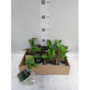 Planten  ..mix