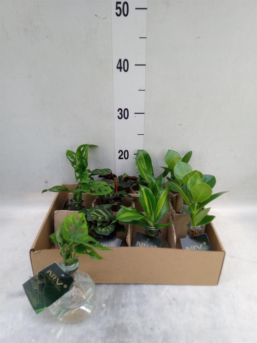 <h4>Planten  ..mix</h4>