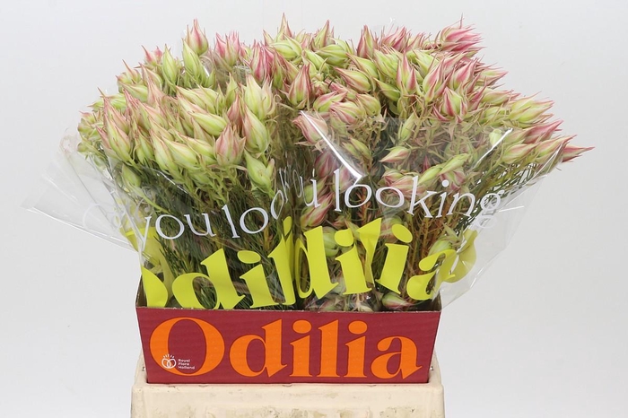 <h4>Blushing Bride Pink 6/9 Flowers</h4>