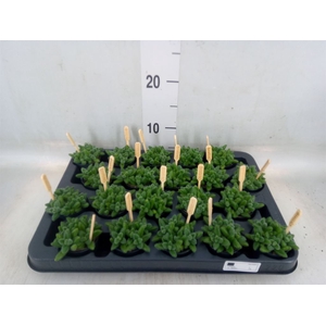 Delosperma echinatum