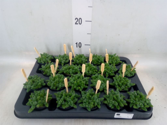 <h4>Delosperma echinatum</h4>