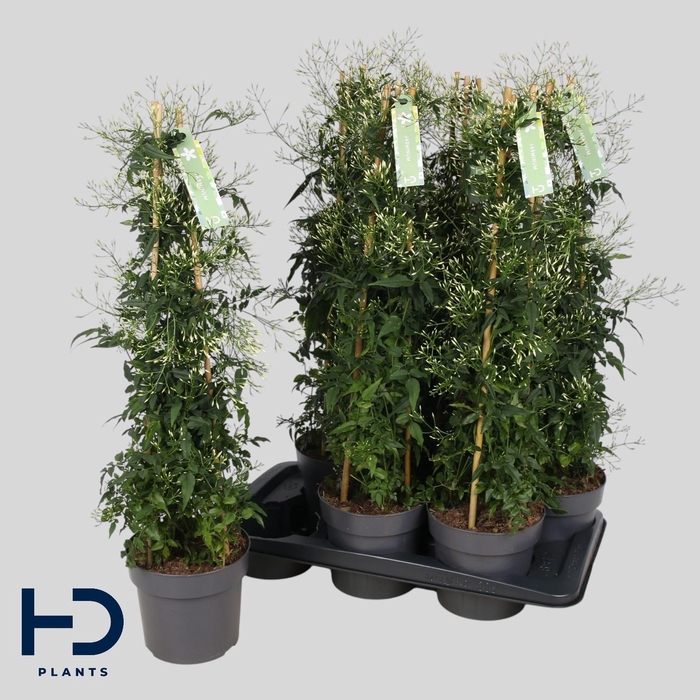 <h4>JASM POLYANTHUM WIT</h4>