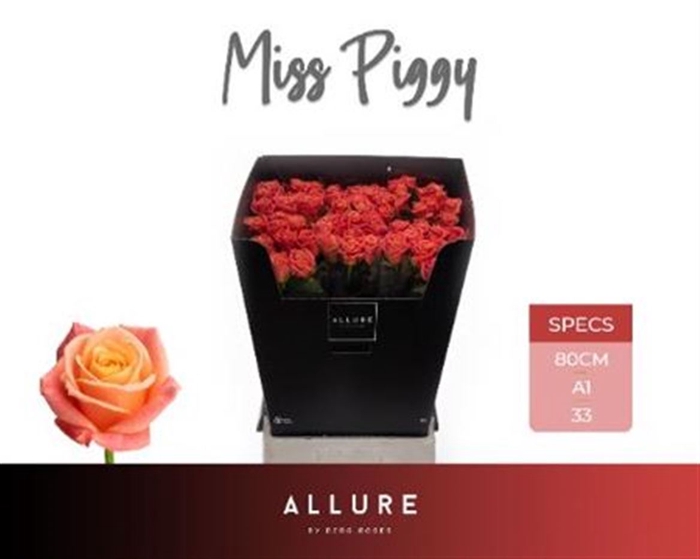 <h4>R Gr Miss Piggy+</h4>