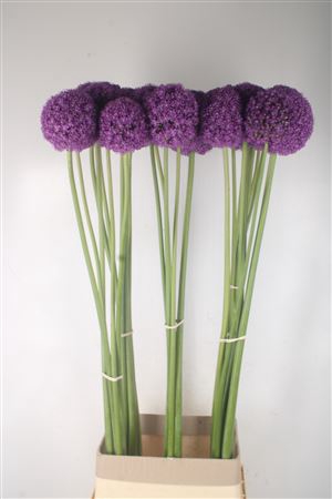 <h4>Allium Grootbloemig Xxl</h4>
