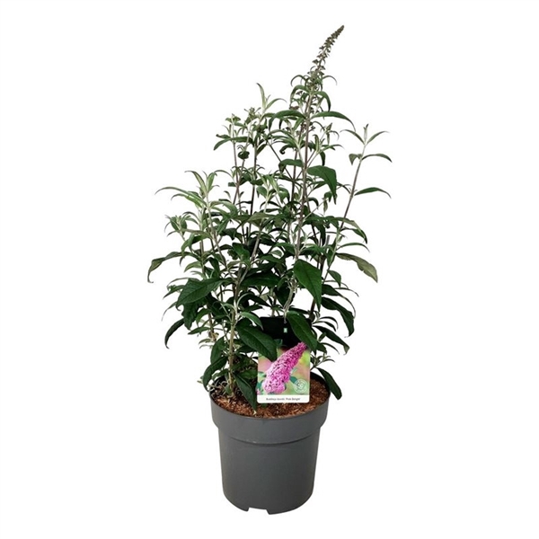 <h4>Buddleja dav. 'Pink Delight'</h4>