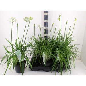 AGAPA SUMMER LOVE WH