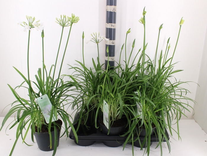 <h4>AGAPA SUMMER LOVE WH</h4>