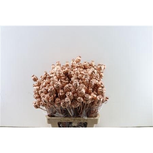 Dried Papaver Copper Bunch