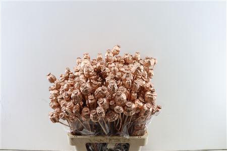 <h4>Dried Papaver Copper Bunch</h4>