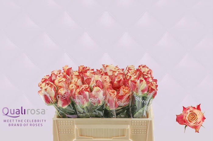 <h4>R Gr Chapeau</h4>