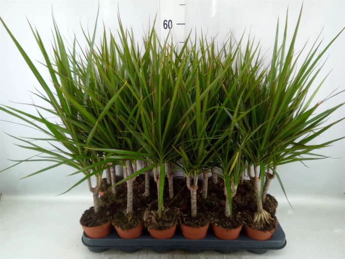 <h4>Dracaena marg.</h4>