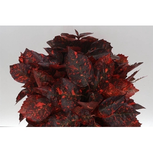 Aucuba Abs Red 400gr(p.bos)