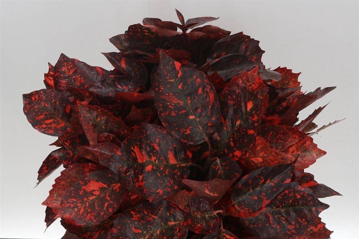 <h4>Aucuba Abs Red 400gr(p.bos)</h4>