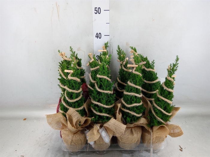 <h4>Chamaecyparis laws. 'Ellwoodii'</h4>