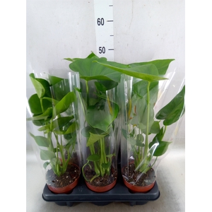 Monstera   ...