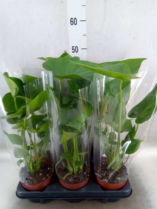 <h4>Monstera   ...</h4>