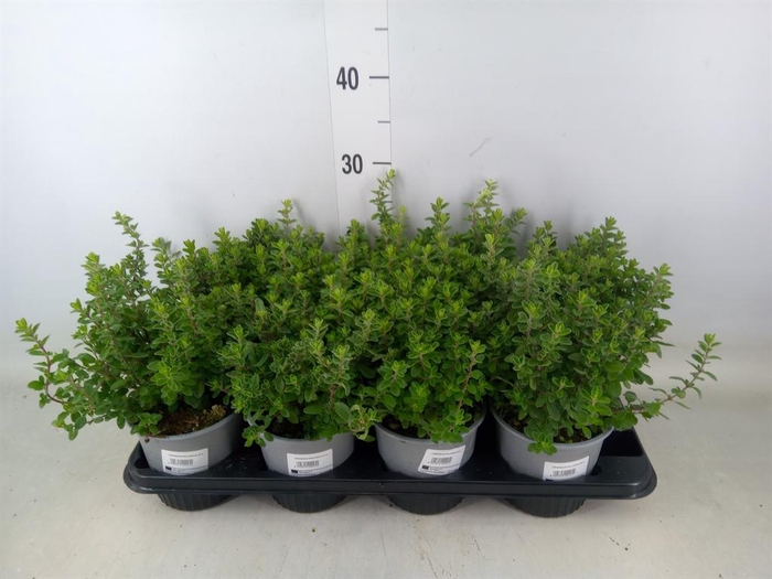 <h4>Origanum majorana</h4>