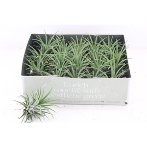 arr3 CP - Till. - Ionantha groen x20