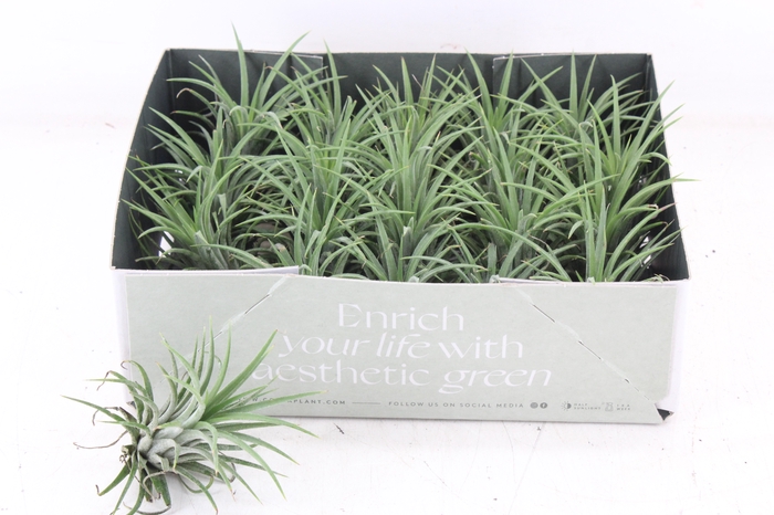 <h4>arr3 CP - Till. - Ionantha groen x20</h4>
