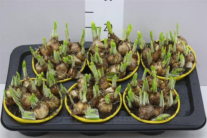 <h4>Narcis Tete A Tete In Schaal Colour</h4>