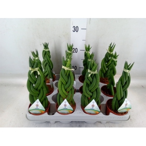 Sansevieria cyl.  ...