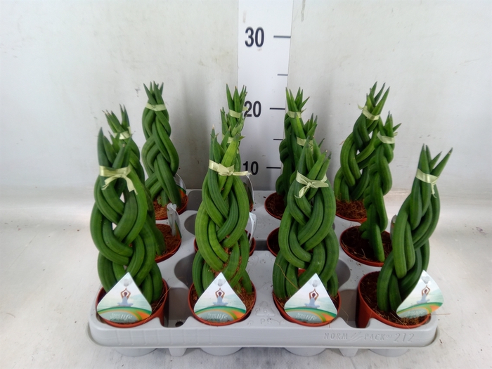 <h4>Sansevieria cyl.  ...</h4>