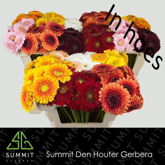 <h4>GE MB MIXED BOLERO WATER</h4>