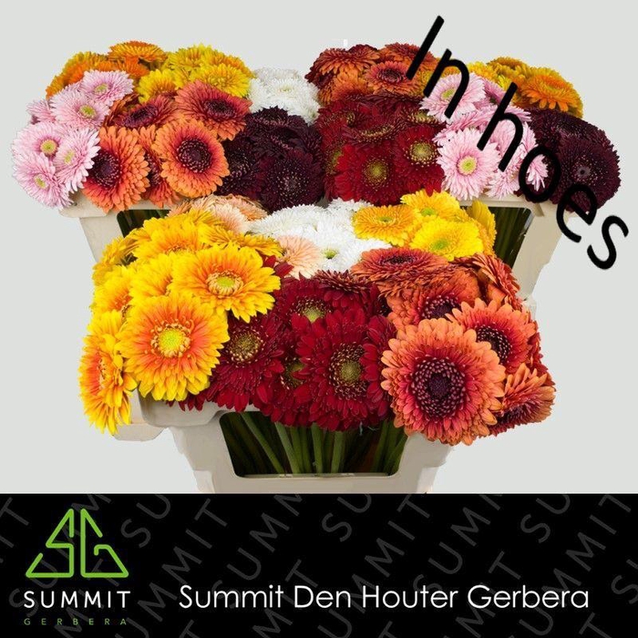 <h4>GE MB MIXED BOLERO WATER</h4>