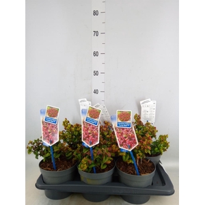 Leucothoe axillaris 'Curly Red'