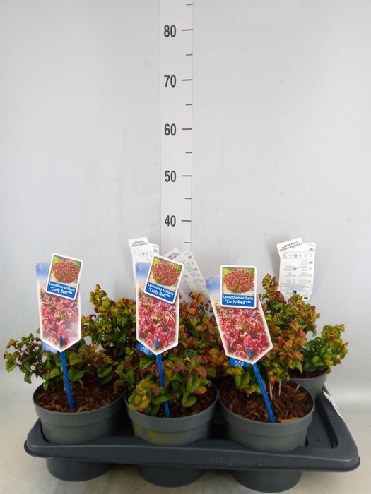 <h4>Leucothoe axillaris 'Curly Red'</h4>