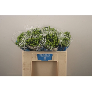 Hyp Coco Bamboo Green