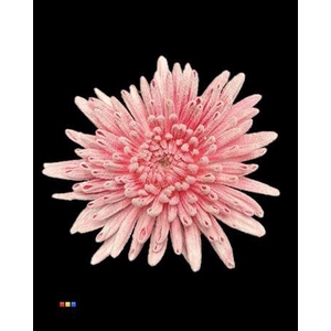 Chr G Ana Snow Cerise