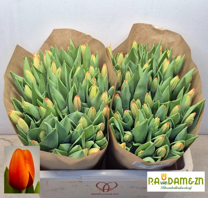 <h4>TU EN TRIPLE A</h4>