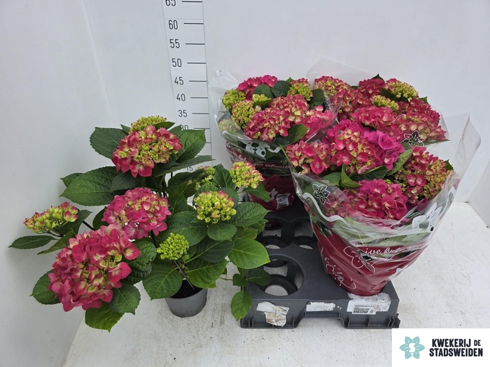 <h4>Hydr M Amsterdam</h4>