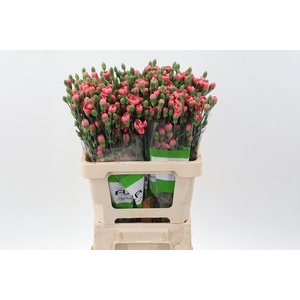 Dianthus TR 'Miss Trendy'