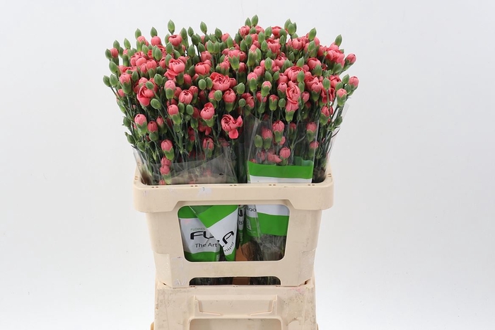 <h4>Dianthus TR 'Miss Trendy'</h4>