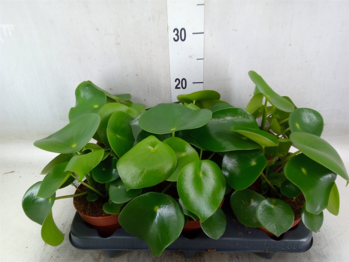 <h4>Peperomia polybotrya 'Raindrop'</h4>